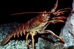 California Spiny Lobster, (Panulirus interruptus), Malacostraca, Decapoda, Achelata, Palinuridae, AARV02P04_17