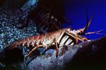 California Spiny Lobster, (Panulirus interruptus), Malacostraca, Decapoda, Achelata, Palinuridae, AARV02P04_18