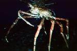 Giant Spider Crab, (Macrocheira kaempferi), Malacostraca, Decapoda, Brachyura, Inachidae, AARV02P05_04
