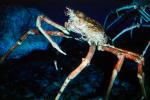 Giant Spider Crab, (Macrocheira kaempferi), Malacostraca, Decapoda, Brachyura, Inachidae, AARV02P05_05