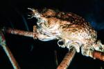 Giant Spider Crab, (Macrocheira kaempferi), Malacostraca, Decapoda, Brachyura, Inachidae
