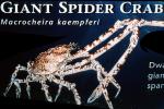 Giant Spider Crab, (Macrocheira kaempferi), Malacostraca, Decapoda, Brachyura, Inachidae