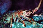 California Spiny Lobster, (Panulirus interruptus), Malacostraca, Decapoda, Achelata, Palinuridae, AARV02P05_09