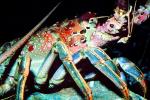 California Spiny Lobster, (Panulirus interruptus), Malacostraca, Decapoda, Achelata, Palinuridae, AARV02P05_10