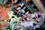 California Spiny Lobster, (Panulirus interruptus), Malacostraca, Decapoda, Achelata, Palinuridae, AARV02P05_11