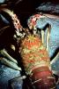 California Spiny Lobster, (Panulirus interruptus), Malacostraca, Decapoda, Achelata, Palinuridae, AARV02P05_13