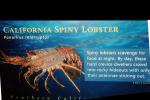 California Spiny Lobster, (Panulirus interruptus), Malacostraca, Decapoda, Achelata, Palinuridae, AARV02P05_14