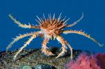 Spiny King Crab, (Paralithodes rathbuni), Malacostraca, Decapoda, Lithodidae, AARV02P05_18