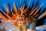 Spiny King Crab, (Paralithodes rathbuni), Malacostraca, Decapoda, Lithodidae, AARV02P05_19