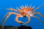 Spiny King Crab, (Paralithodes rathbuni), Malacostraca, Decapoda, Lithodidae, AARV02P06_01