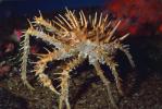 Spiny King Crab, (Paralithodes rathbuni), Malacostraca, Decapoda, Lithodidae, AARV02P06_04