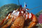 Hermit Crab, AARV02P06_07