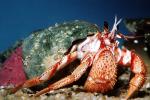 Hermit Crab, AARV02P06_08