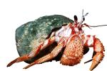 Hermit Crab, photo-object, object, cut-out, cutout