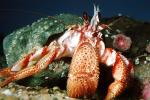 Hermit Crab, AARV02P06_09