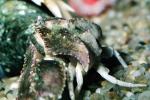 Hermit Crab, AARV02P06_10