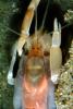 Ghost Shrimp, (Neotrypaea californiensis), Malacostraca, Decapoda, Axiidea, Callianassidae, (Callianassa californiensis), AARV02P06_13