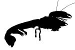 Ghost Shrimp Silhouette, (Neotrypaea californiensis), Malacostraca, Decapoda, Axiidea, Callianassidae, (Callianassa californiensis), logo, shape