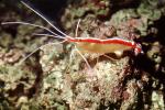 Pacific Cleaner Shrimp, (Lysmata amboinensis), Malacostraca, Decapoda, Hippolytidae, omnivorous, AARV02P06_17