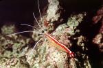 Pacific Cleaner Shrimp, (Lysmata amboinensis), Malacostraca, Decapoda, Hippolytidae, omnivorous, AARV02P06_18