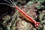 Pacific Cleaner Shrimp, (Lysmata amboinensis), Malacostraca, Decapoda, Hippolytidae, omnivorous, AARV02P06_19