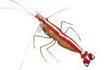 Pacific Cleaner Shrimp, (Lysmata amboinensis), Malacostraca, Decapoda, Hippolytidae, omnivorous, photo-object, object, cut-out, cutout, AARV02P06_19F