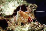 Pacific Cleaner Shrimp, (Lysmata amboinensis), Malacostraca, Decapoda, Hippolytidae, omnivorous, AARV02P07_01