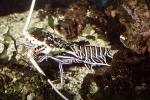 Painted Spiny Lobster, (Panulirus versicolor), Malacostraca, Decapoda, Palinuridae, AARV02P07_02