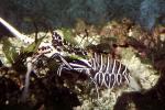 Painted Spiny Lobster, (Panulirus versicolor), Malacostraca, Decapoda, Palinuridae, AARV02P07_03