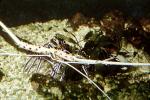 Painted Spiny Lobster, (Panulirus versicolor), Malacostraca, Decapoda, Palinuridae, AARV02P07_05