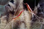 Pacific Cleaner Shrimp, (Lysmata amboinensis), Malacostraca, Decapoda, Hippolytidae, omnivorous