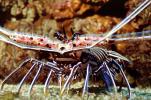 Painted Spiny Lobster, (Panulirus versicolor), Malacostraca, Decapoda, Palinuridae, AARV02P07_13