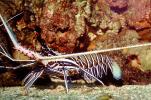 Painted Spiny Lobster, (Panulirus versicolor), Malacostraca, Decapoda, Palinuridae, AARV02P07_15