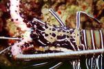 Painted Spiny Lobster, (Panulirus versicolor), Malacostraca, Decapoda, Palinuridae, AARV02P07_16