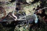 Painted Spiny Lobster, (Panulirus versicolor), Malacostraca, Decapoda, Palinuridae, AARV02P07_18