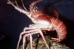 Lobster, AARV02P08_02