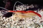 Pacific Cleaner Shrimp, (Lysmata amboinensis), Malacostraca, Decapoda, Hippolytidae, omnivorous, AARV02P08_14