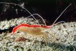Pacific Cleaner Shrimp, (Lysmata amboinensis), Malacostraca, Decapoda, Hippolytidae, omnivorous, AARV02P08_15