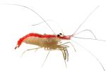 Pacific Cleaner Shrimp, (Lysmata amboinensis), Malacostraca, Decapoda, Hippolytidae, omnivorous, photo-object, object, cut-out, cutout, AARV02P08_15F