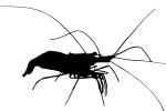 Skunk Cleaner Shrimp Silhouette, (Lysmata amboinensis), Malacostraca, Decapoda, Caridea, Hippolytidae, Pacific cleaner shrimp, logo, shape, AARV02P08_15M