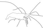 Skunk Cleaner Shrimp outline, (Lysmata amboinensis), Malacostraca, Decapoda, Caridea, Hippolytidae, Pacific cleaner shrimp, line drawing, shape