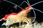 Pacific Cleaner Shrimp, (Lysmata amboinensis), Malacostraca, Decapoda, Hippolytidae, omnivorous, AARV02P08_16