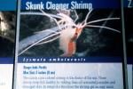 Pacific Cleaner Shrimp, (Lysmata amboinensis), Malacostraca, Decapoda, Hippolytidae, omnivorous, AARV02P08_19