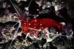 Scarlet Cleaner Shrimp, (Lysmata debelius), Malacostraca, Decapoda, Caridea, Hippolytidae, AARV02P09_01