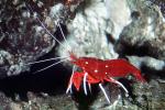 Scarlet Cleaner Shrimp, (Lysmata debelius), Malacostraca, Decapoda, Caridea, Hippolytidae, AARV02P09_02