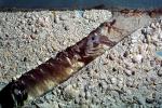 Mantis Shrimp, Squilla sp, Malacostraca, Stomatopoda, Squillidae, Squilla, AARV02P09_03