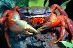 Purple Moon Crab, Halloween Crab, (Gecarcinus quadratus), Malacostraca, Decapoda, [Gecarcinidae], land crab, AARV02P09_16