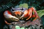 Purple Moon Crab, Halloween Crab, (Gecarcinus quadratus), Malacostraca, Decapoda, [Gecarcinidae], land crab, AARV02P09_17