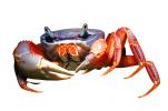 Purple Moon Crab, Halloween Crab, (Gecarcinus quadratus), Malacostraca, Decapoda, [Gecarcinidae], land crab, photo-object, object, cut-out, cutout, AARV02P09_17F
