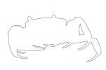 Purple Moon Crab outline, Purple Moon Crab, Halloween Crab, (Gecarcinus quadratus), Malacostraca, Decapoda, [Gecarcinidae], land crab, line drawing, shape, AARV02P09_17O